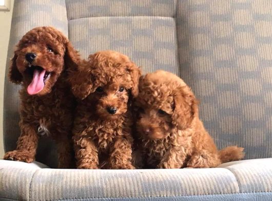 Muhteşem Red Poodle Bebeklerimiz Teni Yuvalarına Hazır
