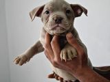 A Kalite Exotic Bully Yavrular