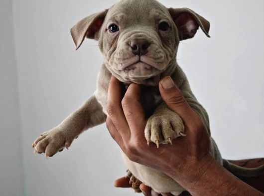 A Kalite Exotic Bully Yavrular görsel