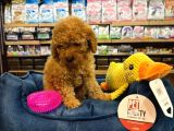 Orj Babyface Poodle Bebeklerimiz