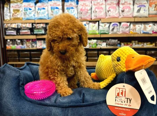 Orj Babyface Poodle Bebeklerimiz görsel