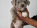 A Kalite Exotic Bully Yavrular