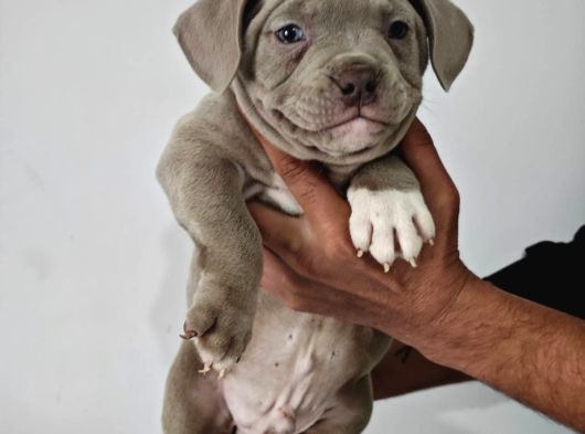 A Kalite Exotic Bully Yavrular görsel