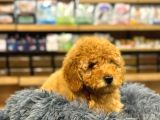 Orj Babyface Poodle Bebeklerimiz