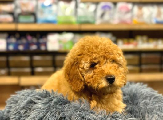 Orj Babyface Poodle Bebeklerimiz görsel
