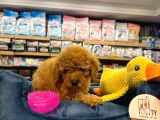 Orj Babyface Poodle Bebeklerimiz