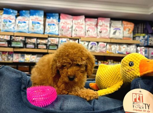 Orj Babyface Poodle Bebeklerimiz görsel