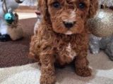 Üreti̇m Çi̇ftli̇ği̇nden Kahve Toy Poodle Yavrular