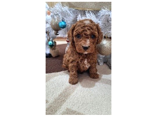Üreti̇m Çi̇ftli̇ği̇nden Kahve Toy Poodle Yavrular görsel