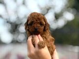 Zarafetin Tüylü Hali Toy Poodle