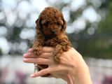 Zarafetin Tüylü Hali Toy Poodle