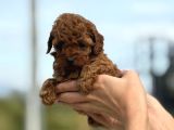 Zarafetin Tüylü Hali Toy Poodle