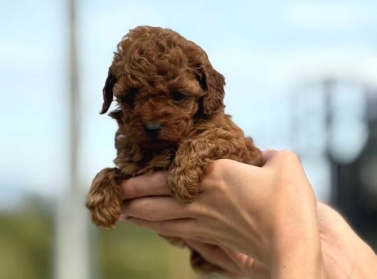 Zarafetin Tüylü Hali Toy Poodle görsel