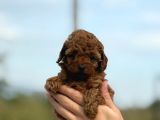 Zarafetin Tüylü Hali Toy Poodle