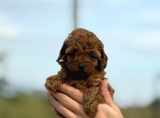 Zarafetin Tüylü Hali Toy Poodle görsel
