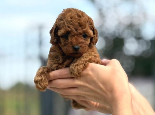 Zarafetin Tüylü Hali Toy Poodle
