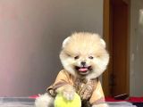 Ayı Surat Pomeranian Boo Yavrular Sizlerle