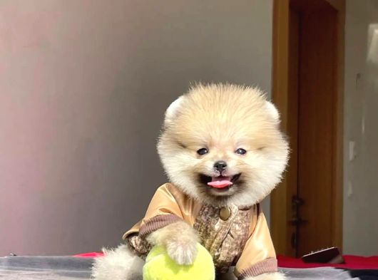 Ayı Surat Pomeranian Boo Yavrular Sizlerle görsel