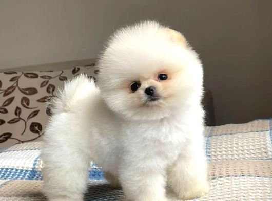Ayı Surat Pomeranian Boo Yavrular Sizlerle
