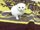 Tatlimi Tatli Top Kafa Scoti̇shler