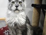Şecereli Maine Coon Yavrular Alanya