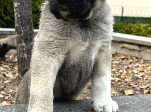 Safkan Kangal Yavrular görsel