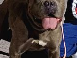 ESTETİKLİ BLUE DEV CANE CORSO KIZIM