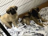 SAFKAN KANGAL YAVRULAR
