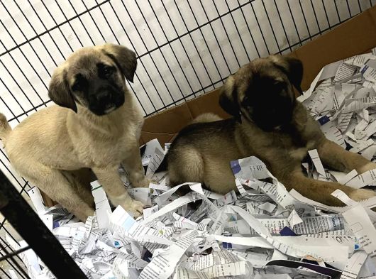 Safkan Kangal Yavrular
