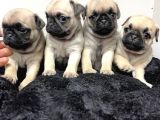 0 bURUN PUG MOOBS BEBEKLER