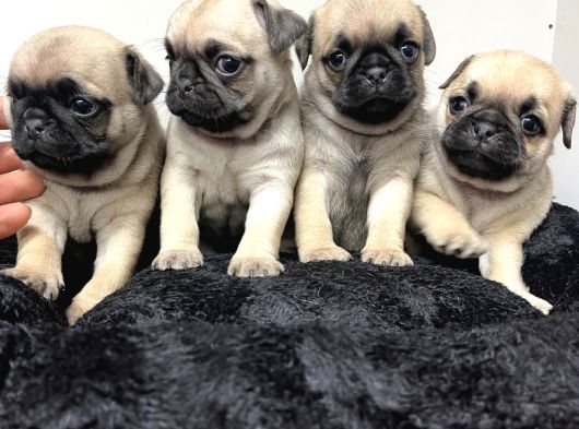 0 bURUN PUG MOOBS BEBEKLER
