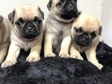 0 Burun Pug Moobs Bebekler
