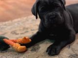 İtalyan Cane Corso Yavrular