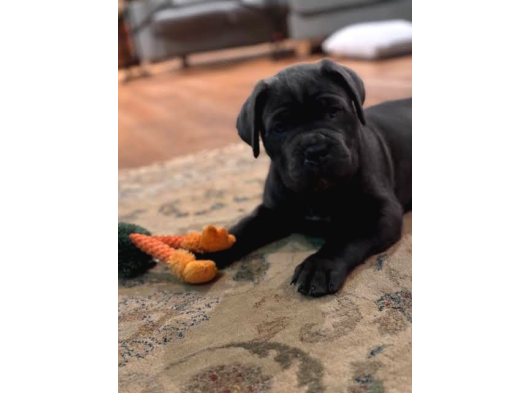 İtalyan Cane Corso Yavrular görsel