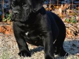 İTALYAN CANE CORSO YAVRULAR