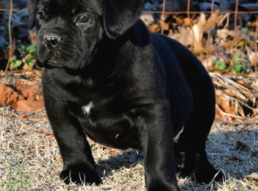 İtalyan Cane Corso Yavrular