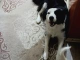 En Zeki̇ Köpek Irki Max Border Colli̇e