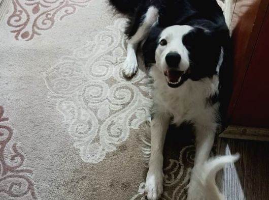En Zeki̇ Köpek Irki Max Border Colli̇e görsel