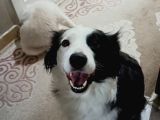 EN ZEKİ KÖPEK IRKI MAX BORDER COLLİE
