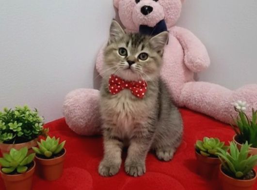 Black Golden Bebeği̇m Tesli̇me Hazir