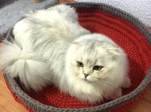 Damızlık görsel