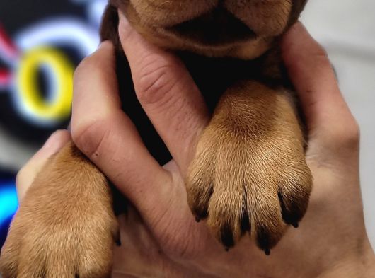 Safkan Irk Garantili King Doberman Yavrularımız görsel