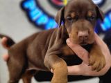 Safkan ırk garantili king doberman yavrularımız