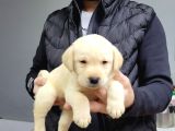 Safkan Irk Garantili Labrador Retriever Yavrularımız