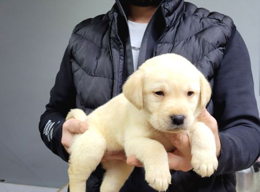 Safkan Irk Garantili Labrador Retriever Yavrularımız