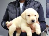 Safkan Irk Garantili Labrador Retriever Yavrularımız