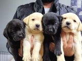 Safkan Irk Garantili Labrador Retriever Yavrularımız