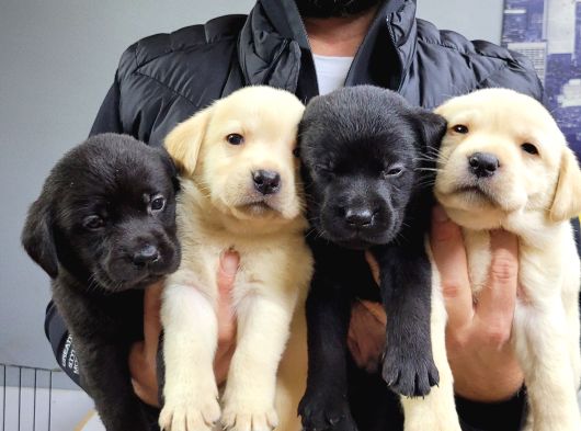 Safkan Irk Garantili Labrador Retriever Yavrularımız görsel