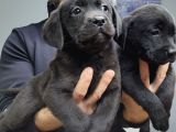 Safkan Irk Garantili Labrador Retriever Yavrularımız
