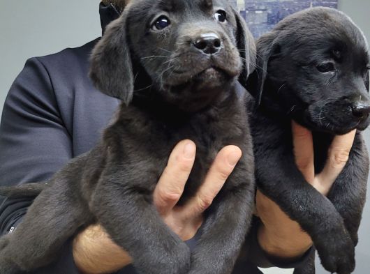 Safkan Irk Garantili Labrador Retriever Yavrularımız görsel